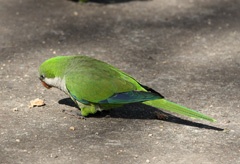 IMG_8967a